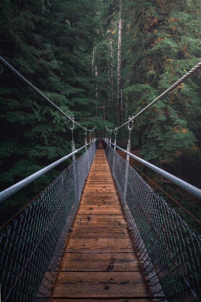 forest with suspension bridge supported by cables. 